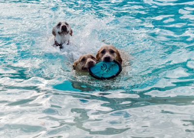 Pool Pawty for Provenance Pets Dogs (10)