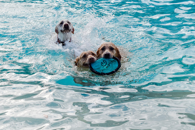 Pool Pawty for Provenance Pets Dogs (10)